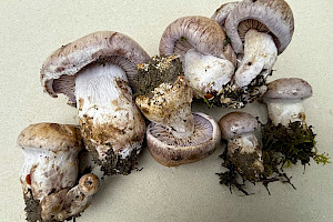 Cortinarius largus Big-Bellied Webcap