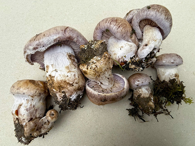 Cortinarius largus