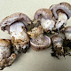 Cortinarius largus