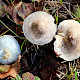 Tricholoma inocybeoides
