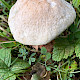 Leccinum cyaneobasileucum