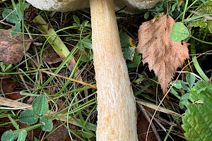 Leccinum cyaneobasileucum Greyshank Bolete