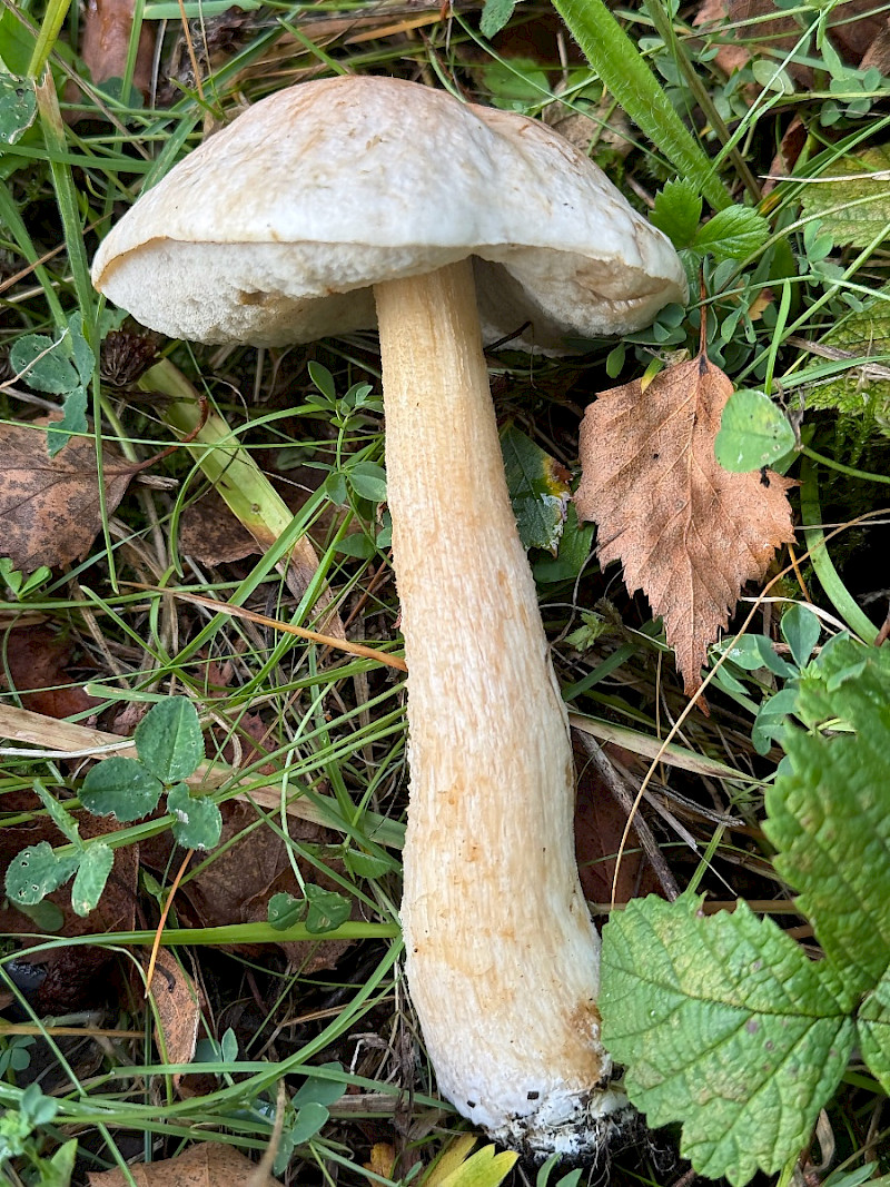 Leccinum cyaneobasileucum - &copy; Charles Hipkin