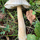 Leccinum cyaneobasileucum