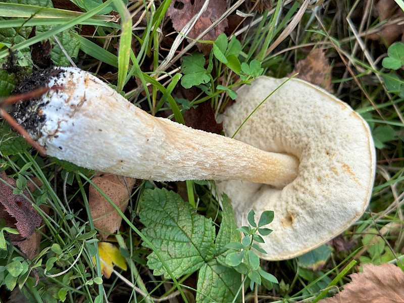Leccinum cyaneobasileucum - &copy; Charles Hipkin
