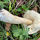 Leccinum cyaneobasileucum