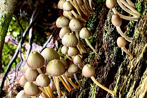 Mycena inclinata Clustered Bonnet