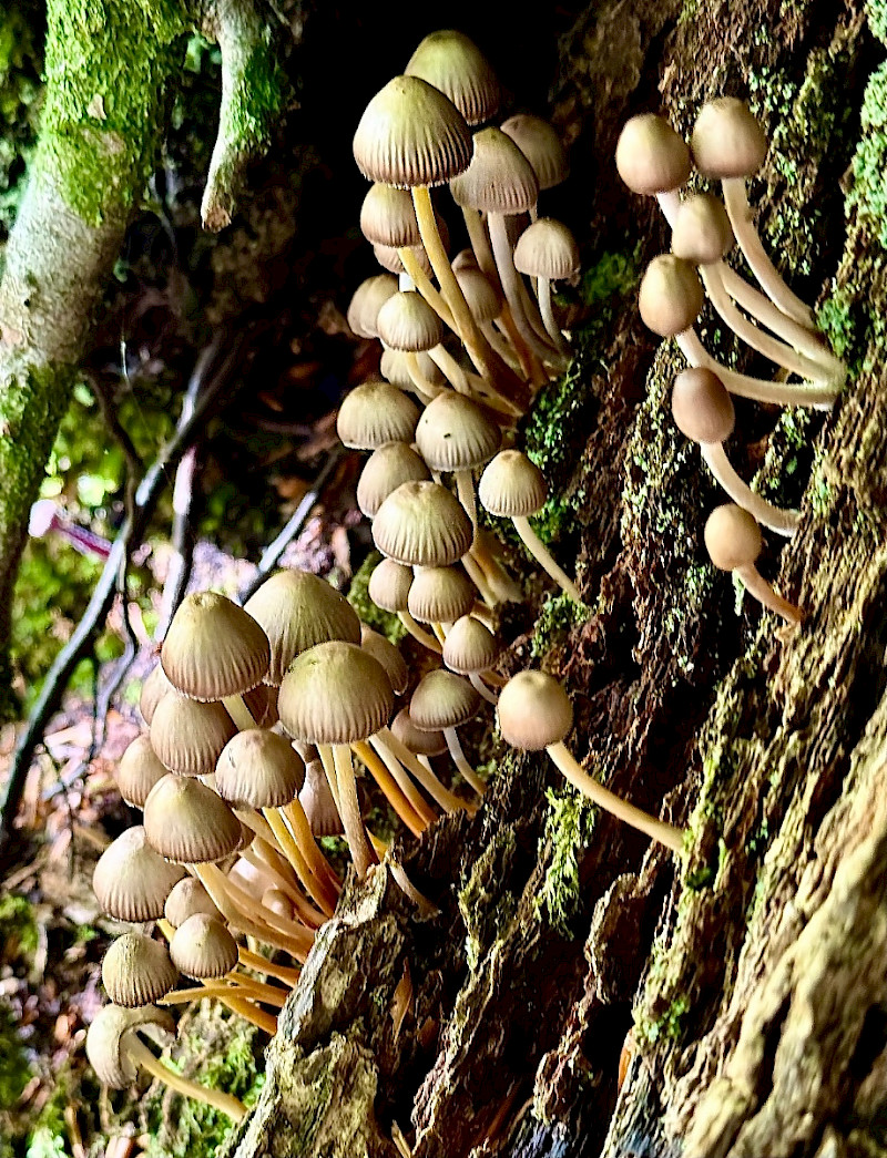 Mycena inclinata - &copy; Charles Hipkin
