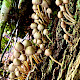 Mycena inclinata