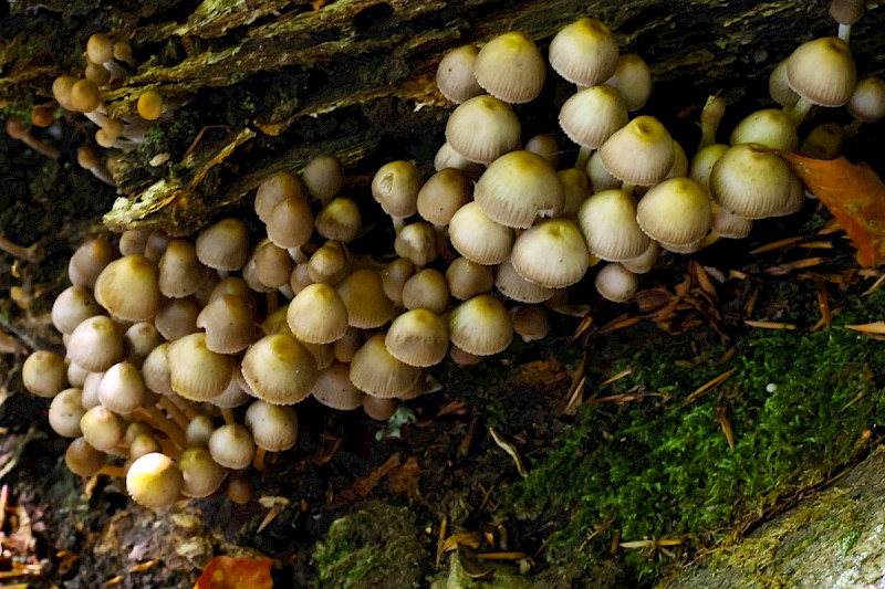 Mycena inclinata - &copy; Charles Hipkin