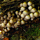 Mycena inclinata