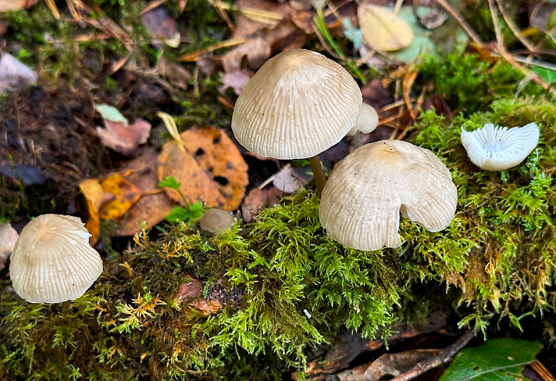 Mycena galericulata - &copy; Charles Hipkin