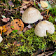 Mycena galericulata