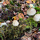Mycena galericulata