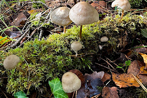 Mycena galericulata Common Bonnet