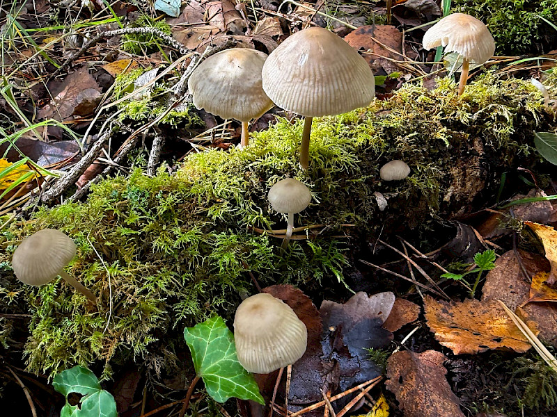 Mycena galericulata - &copy; Charles Hipkin