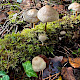 Mycena galericulata