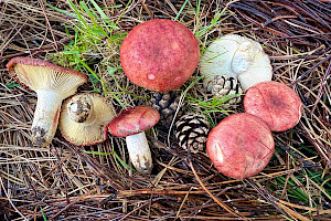 Russula sanguinaria Bloody Brittlegill