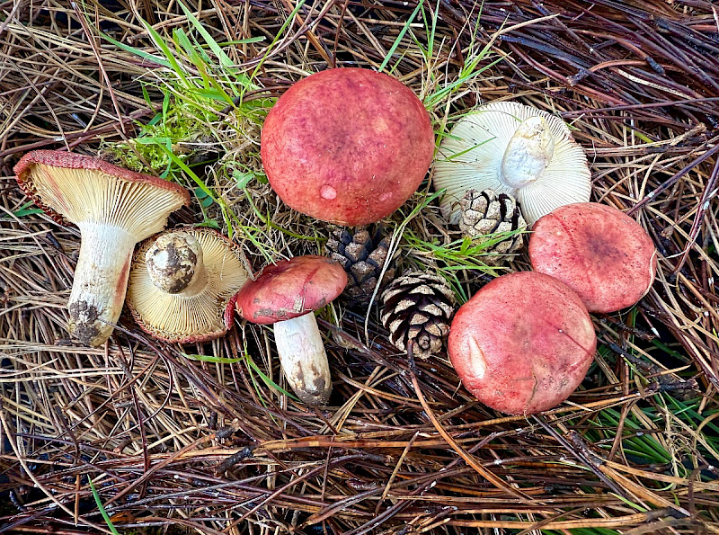 Russula sanguinaria - &copy; Charles Hipkin