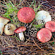 Russula sanguinaria