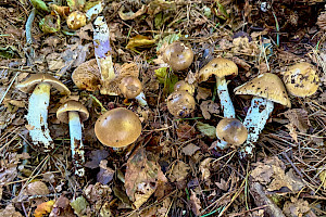 Cortinarius mucifluoides 
