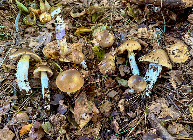 Cortinarius mucifluoides - &copy; Charles Hipkin