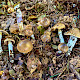 Cortinarius mucifluoides