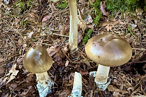 Amanita submembranacea 