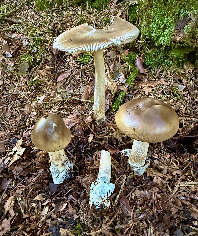 Amanita submembranacea - &copy; Charles Hipkin