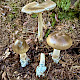 Amanita submembranacea