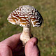 Amanita pantherina