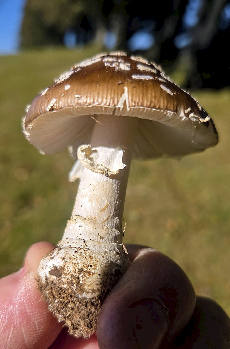 Amanita pantherina - &copy; Paul Tabor