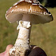 Amanita pantherina
