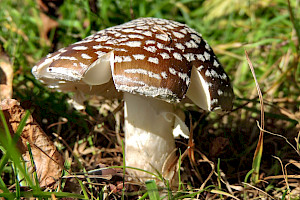 Amanita pantherina Panthercap