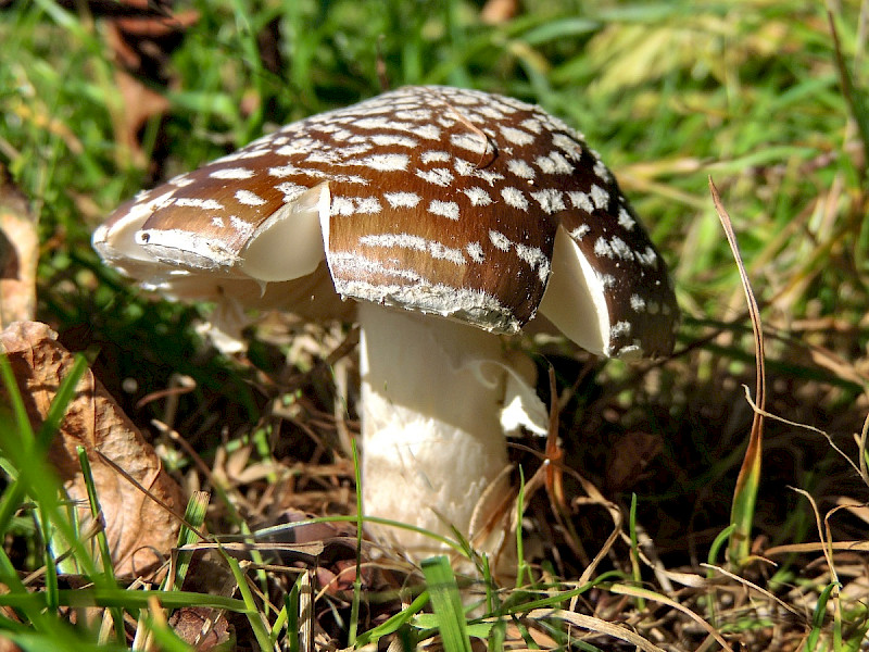 Amanita pantherina - &copy; Paul Tabor
