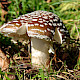 Amanita pantherina
