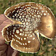Amanita pantherina