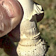 Amanita pantherina