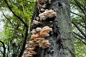 Oudemansiella mucida Porcelain Fungus