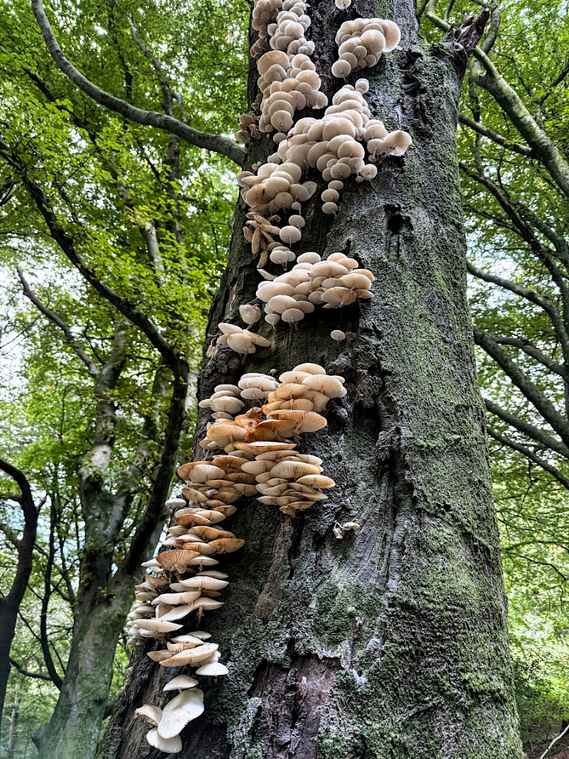 Oudemansiella mucida - &copy; Charles Hipkin