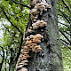 Oudemansiella mucida