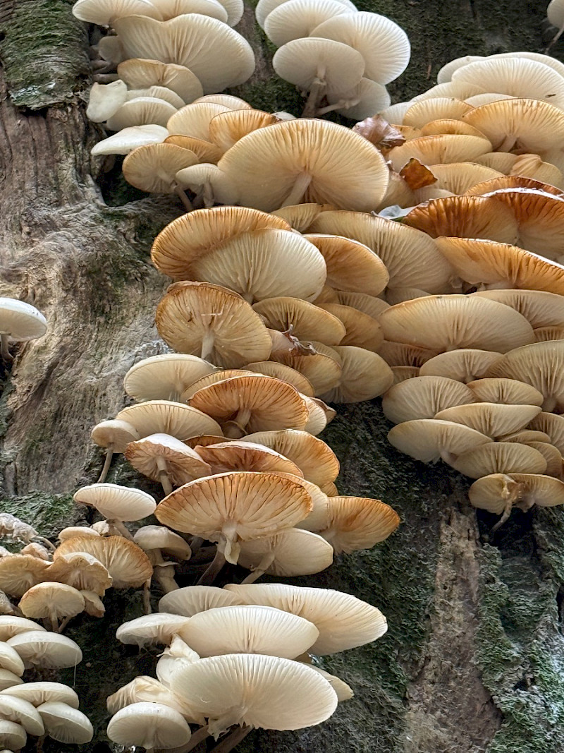 Oudemansiella mucida - &copy; Charles Hipkin