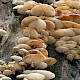 Oudemansiella mucida