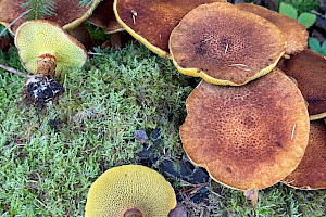 Suillus cavipes Hollow Bolete