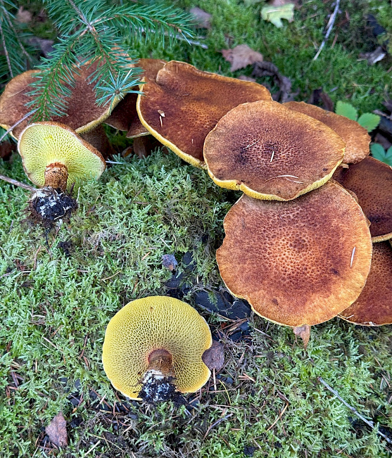 Suillus cavipes - &copy; Charles Hipkin
