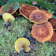 Suillus cavipes
