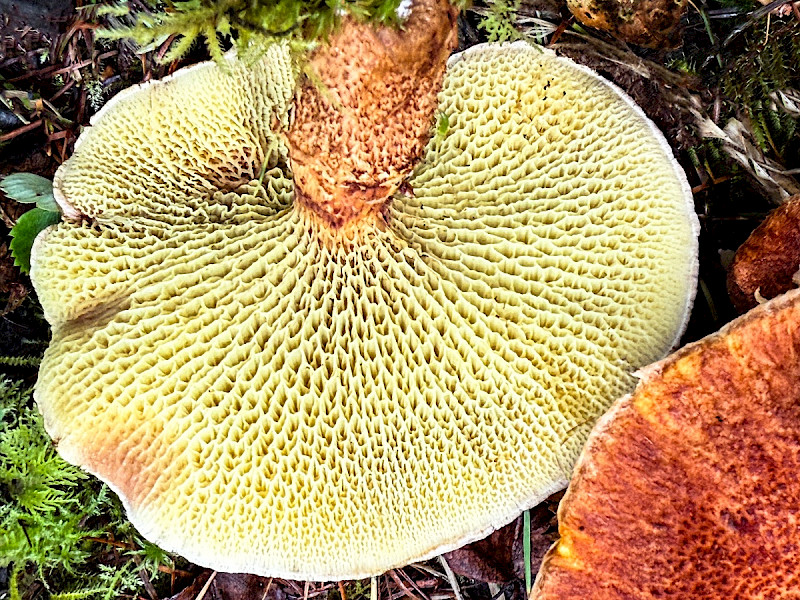 Suillus cavipes - &copy; Charles Hipkin