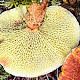 Suillus cavipes