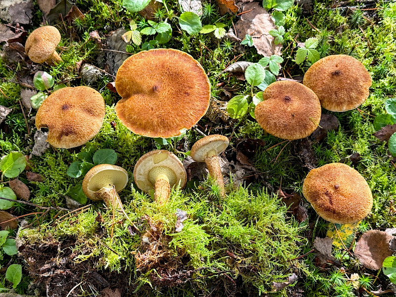 Suillus cavipes - &copy; Charles Hipkin
