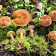 Suillus cavipes